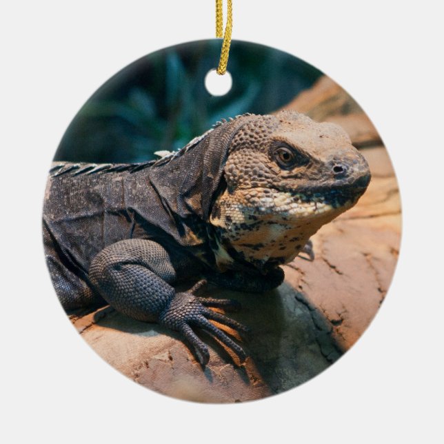 Ctenosaura melanosterna ceramic ornament (Front)