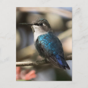 Cuban Bee Hummingbird Postcard