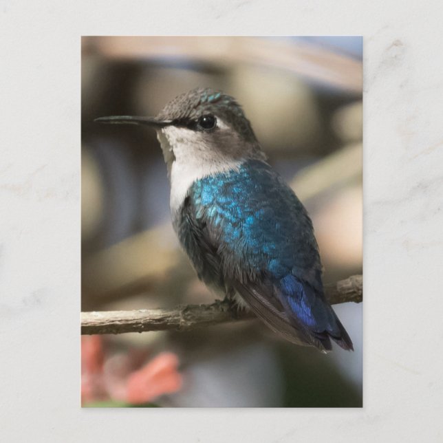 Cuban Bee Hummingbird Postcard (Front)