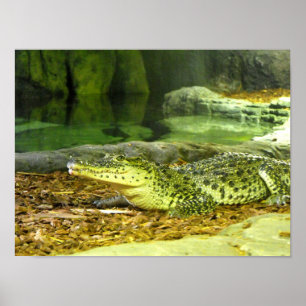 Cuban crocodile poster