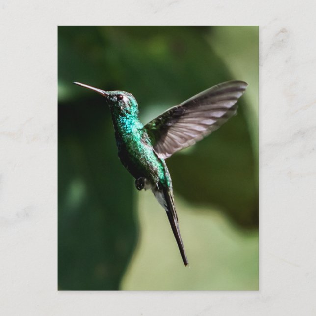 Cuban Emerald Hummingbird Flying Postcard (Front)