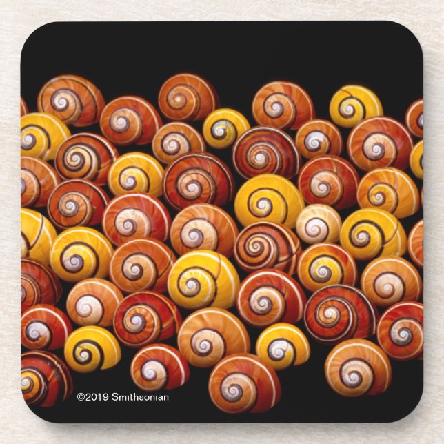 Cuban Tree Snails Coaster (Front)