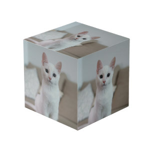 Cube Photo chat blanc   Zazzle_Growshop.