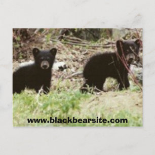 cubs, www.blackbearsite.com postcard