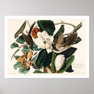Cuckoo à bec noir par Audubon Poster