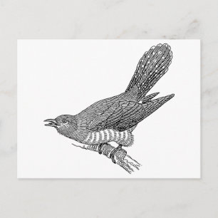 Cuckoo Bird Art Postcard