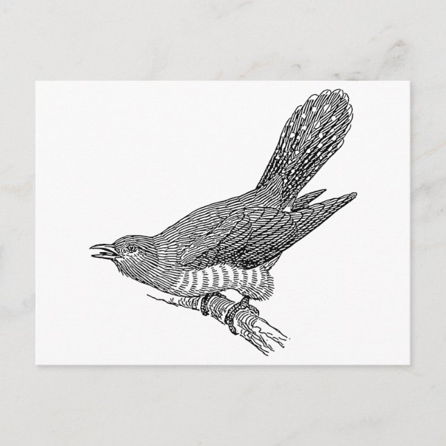 Cuckoo Bird Art Postcard (Front)