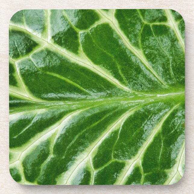 Cuckoo Pint Plant Coaster (Front)