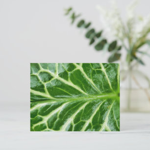 Cuckoo Pint Plant Postcard