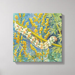 Cucullia Absinthii Wormwood Caterpillar  Canvas Print