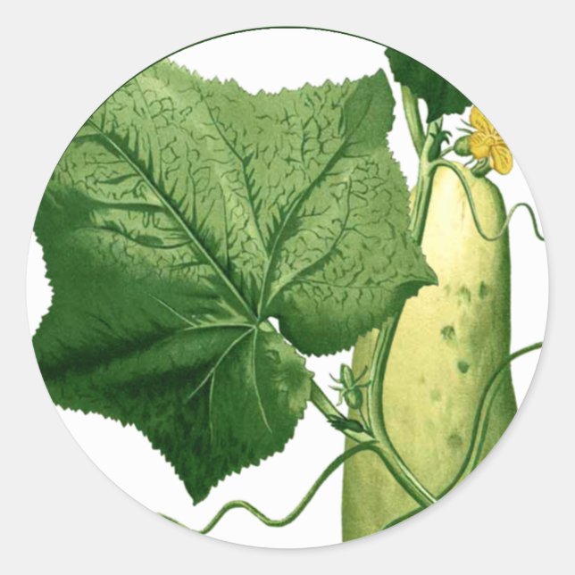 Cucumber Art Sticker 1 (Front)