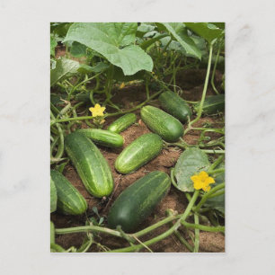 Cucumber Patch Postcards