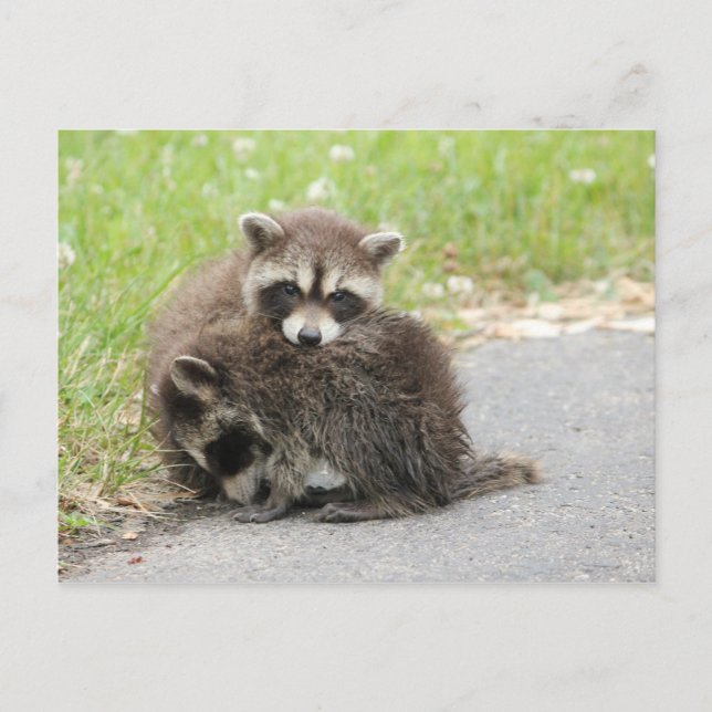 Cuddling Baby Raccoons Postcard (Front)