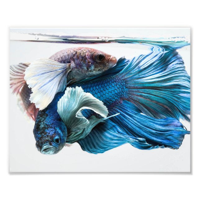 Cuddling Dumbo Betta Fish Photo Print (Front)