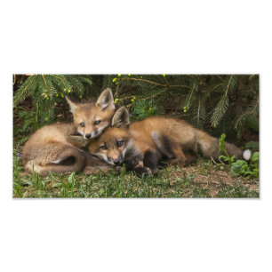 Cuddling Fox Kits Photo Print