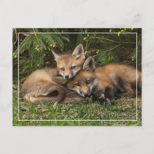 Cuddling Fox Kits Postcard