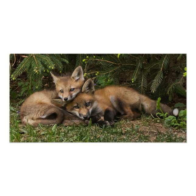 Cuddling Fox Kits  Poster (Front)