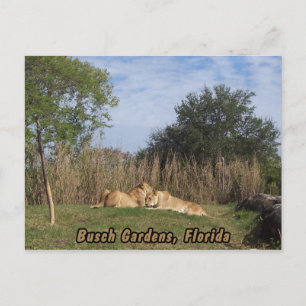 Cuddling Lions Postcard