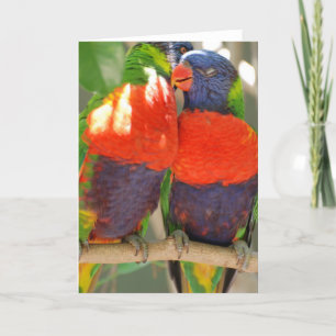 Cuddling Lorikeets Greeting Cards