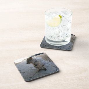 Cuddly Australian Quokka, Coaster