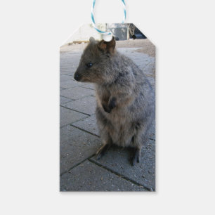 Cuddly Australian Quokka, Gift Tags