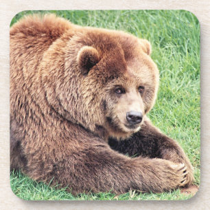 Cuddly Brown Bear Photograph Coaster