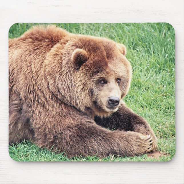 Cuddly Brown Bear Photograph Mouse Pad (Front)