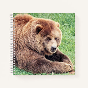 Cuddly Brown Bear Photograph Notebook
