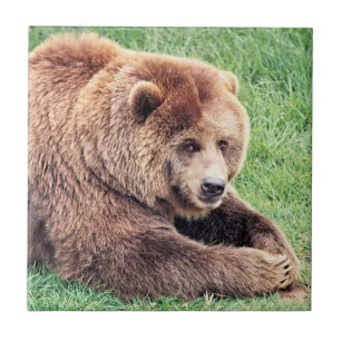 Cuddly Brown Bear Photograph Tile