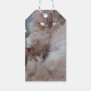 Cuddly Cat Gift Tag