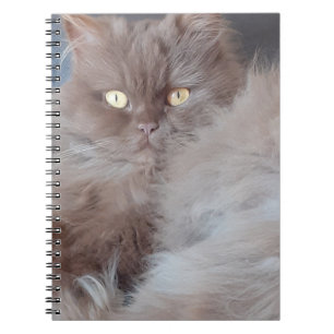 Cuddly Cat Spiral Notebook