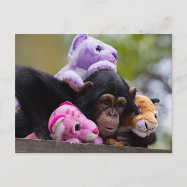 Cuddly Chimp & Animal Friends Postcard (Front)