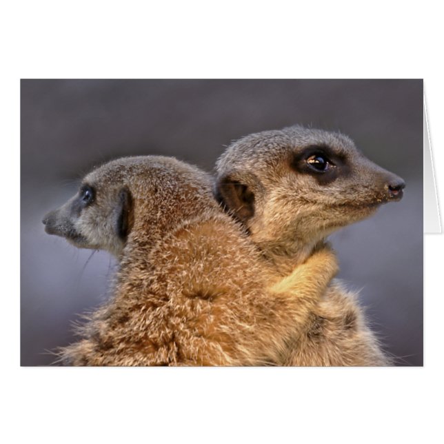 Cuddly Kats Card (Front Horizontal)