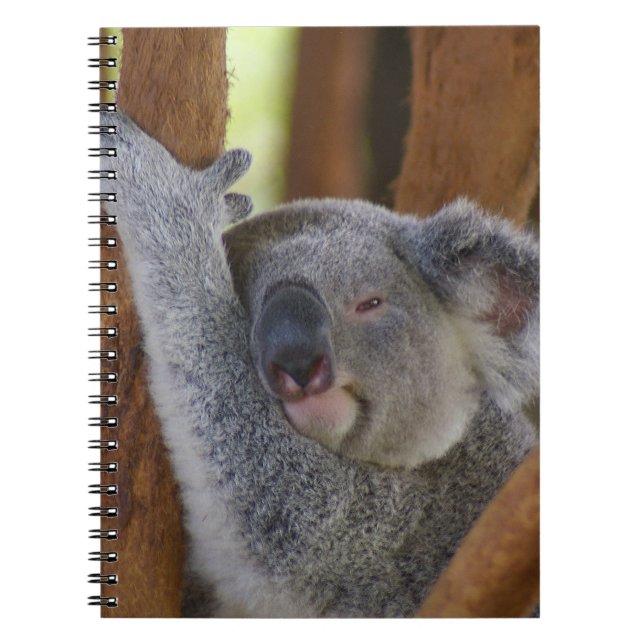 Cuddly Koala Bear Notebook (Front)