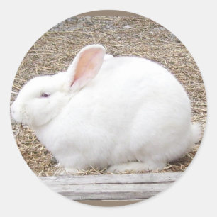 Cuddly White Bunny Classic Round Sticker