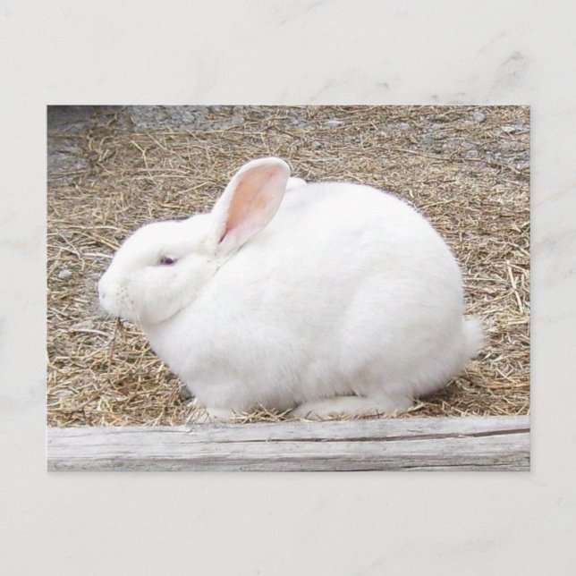 Cuddly White Bunny Postcard (Front)