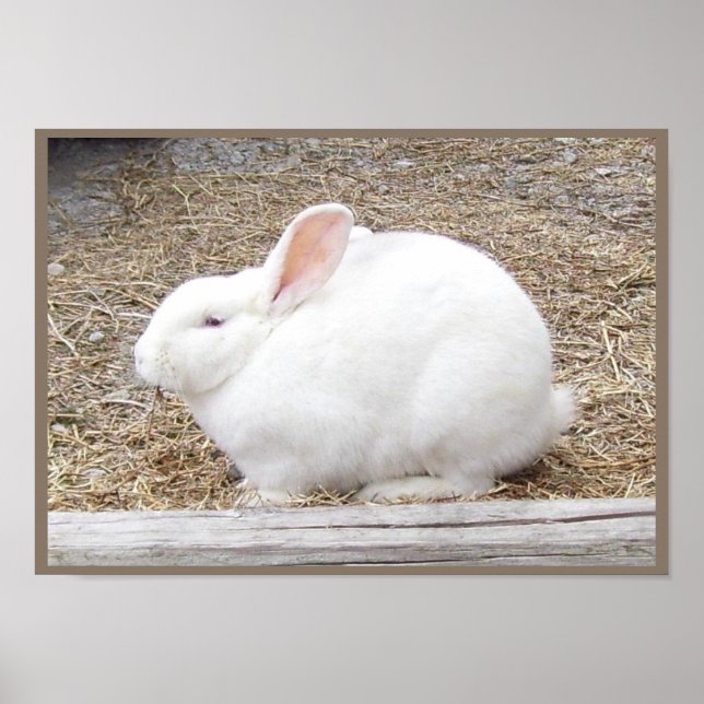 Cuddly White Bunny Poster (Front)