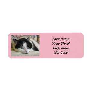 Cuisine noir blanc Chat photo rose