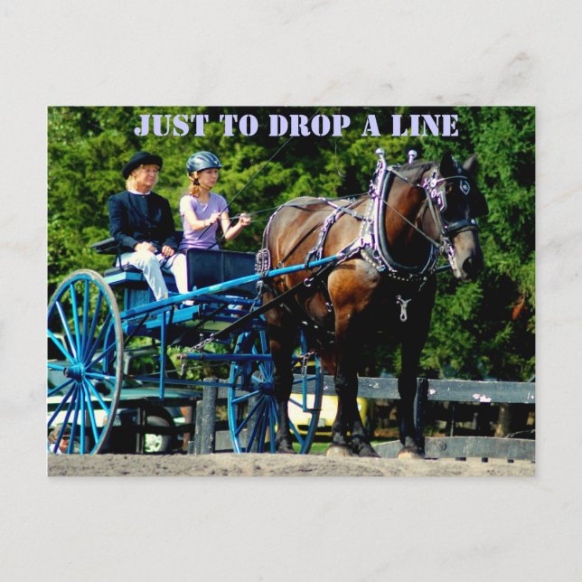 culpeper va draught horse show postcard (Front)