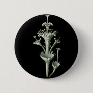 Cup Lichen 2 Inch Round Button