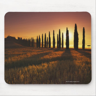 (cupressus sempervirens) - Europe, Italy, Mouse Pad