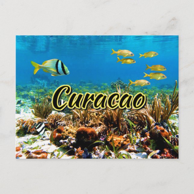 Curacao coral reef postcard (Front)