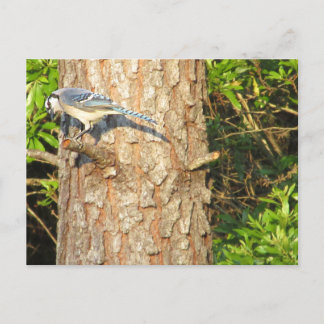 Curieuse carte postale Blue Jay