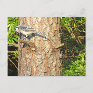 Curieuse carte postale Blue Jay