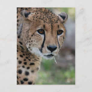 Curieuse carte postale Cheetah