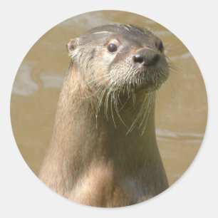 Curieux Autocollant Otter