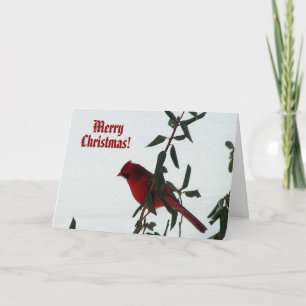 Curieux Cardinal Bird Carte de Noël