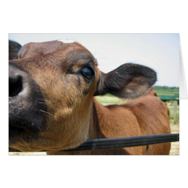 Curieux carte de vache (Devant horizontal)