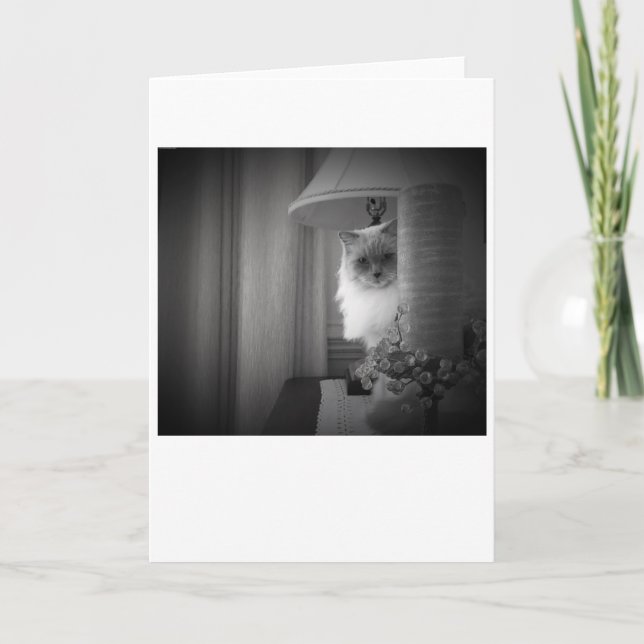 Curieux Chat, carte (Devant)