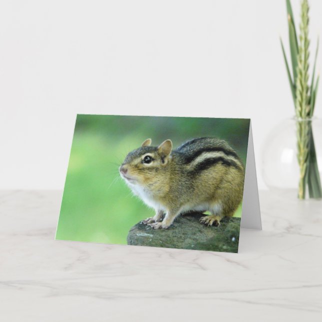Curieux Chipmunk Carte de voeux (Devant)